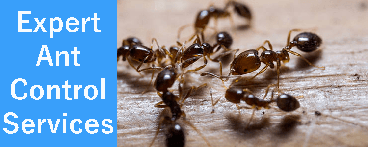Expert Ant Control Service