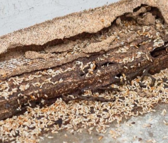 termite treatment tuart hill